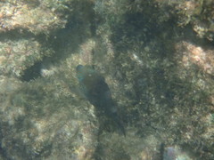 Canthigaster amboinensis