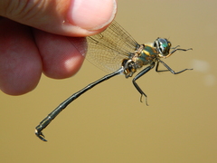 Somatochlora franklini
