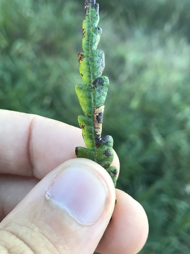Phyllonorycter comptoniella