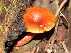 Lactarius eucalypti