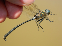 Somatochlora franklini