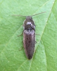 Melanotus americanus