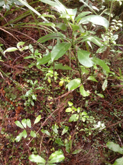 Melicytus macrophyllus