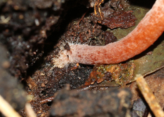 Lactarius eucalypti