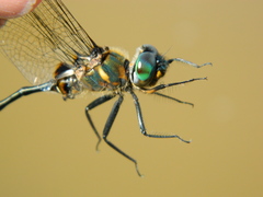 Somatochlora franklini
