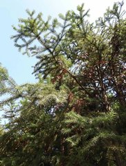 Cunninghamia lanceolata