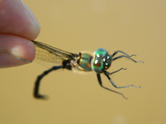 Somatochlora franklini