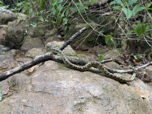Travancore Pit Viper