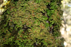 Pseudocyphellaria multifida