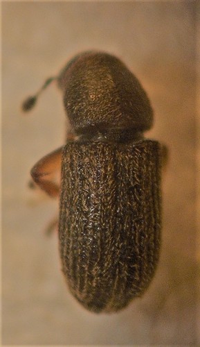 Dendrotrupes
