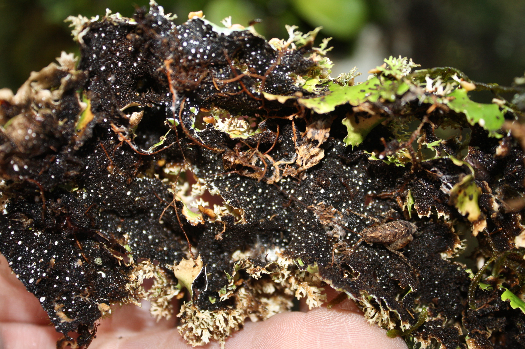 Pseudocyphellaria multifida image