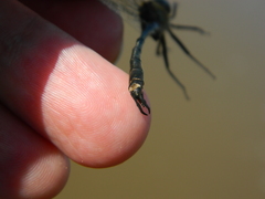 Somatochlora franklini