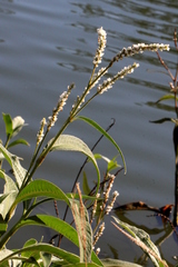 Persicaria attenuata