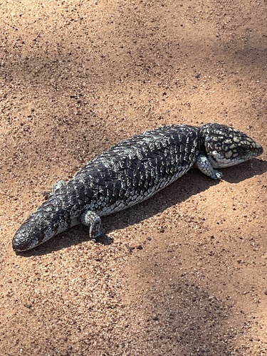 Southwestern Shingleback
