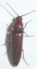 Melanotus castanipes