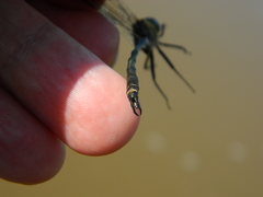 Somatochlora franklini