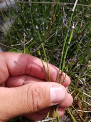 Equisetum variegatum
