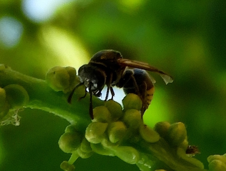 Aztec Honey Wasp