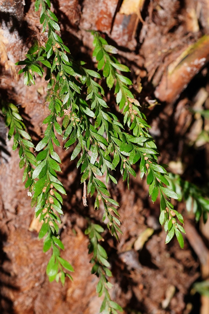 oval fork-fern