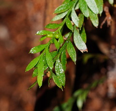 Tmesipteris ovata