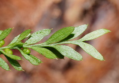 Tmesipteris ovata