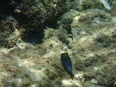 Canthigaster amboinensis