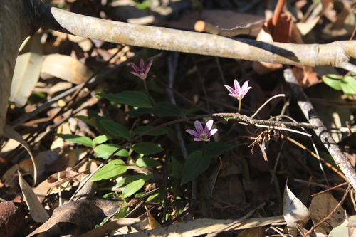 Image of Schelhammera undulata by (c) Sofia Zvolanek, some rights reserved (CC BY)