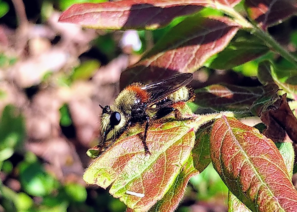 Remarkable Laphria