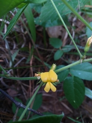 Rhynchosia tomentosa