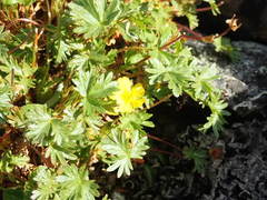Potentilla elegans