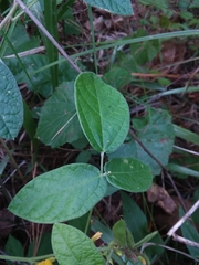 Rhynchosia tomentosa