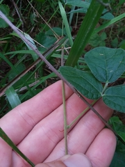 Rhynchosia tomentosa