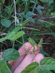 Rhynchosia tomentosa