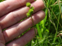 Carex molesta