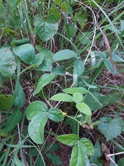 Rhynchosia tomentosa