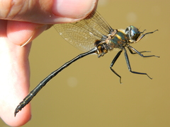 Somatochlora franklini