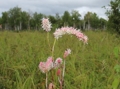 Sanguisorba tenuifolia
