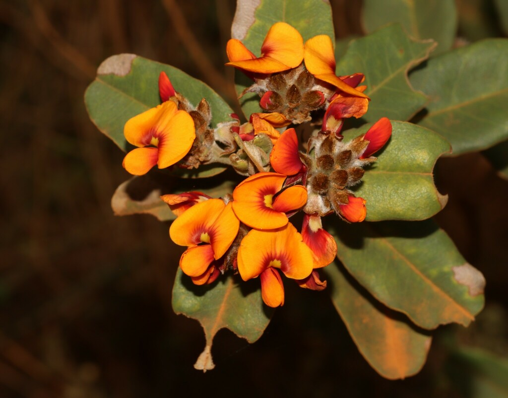 Gastrolobium coriaceum
