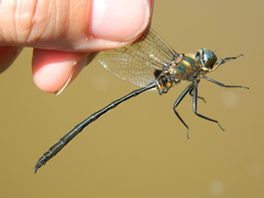 Somatochlora franklini