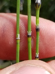 Equisetum variegatum