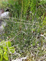 Equisetum variegatum