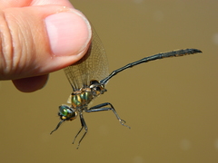 Somatochlora franklini