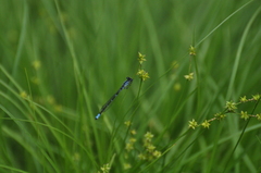 Stellulatae