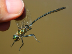 Somatochlora franklini