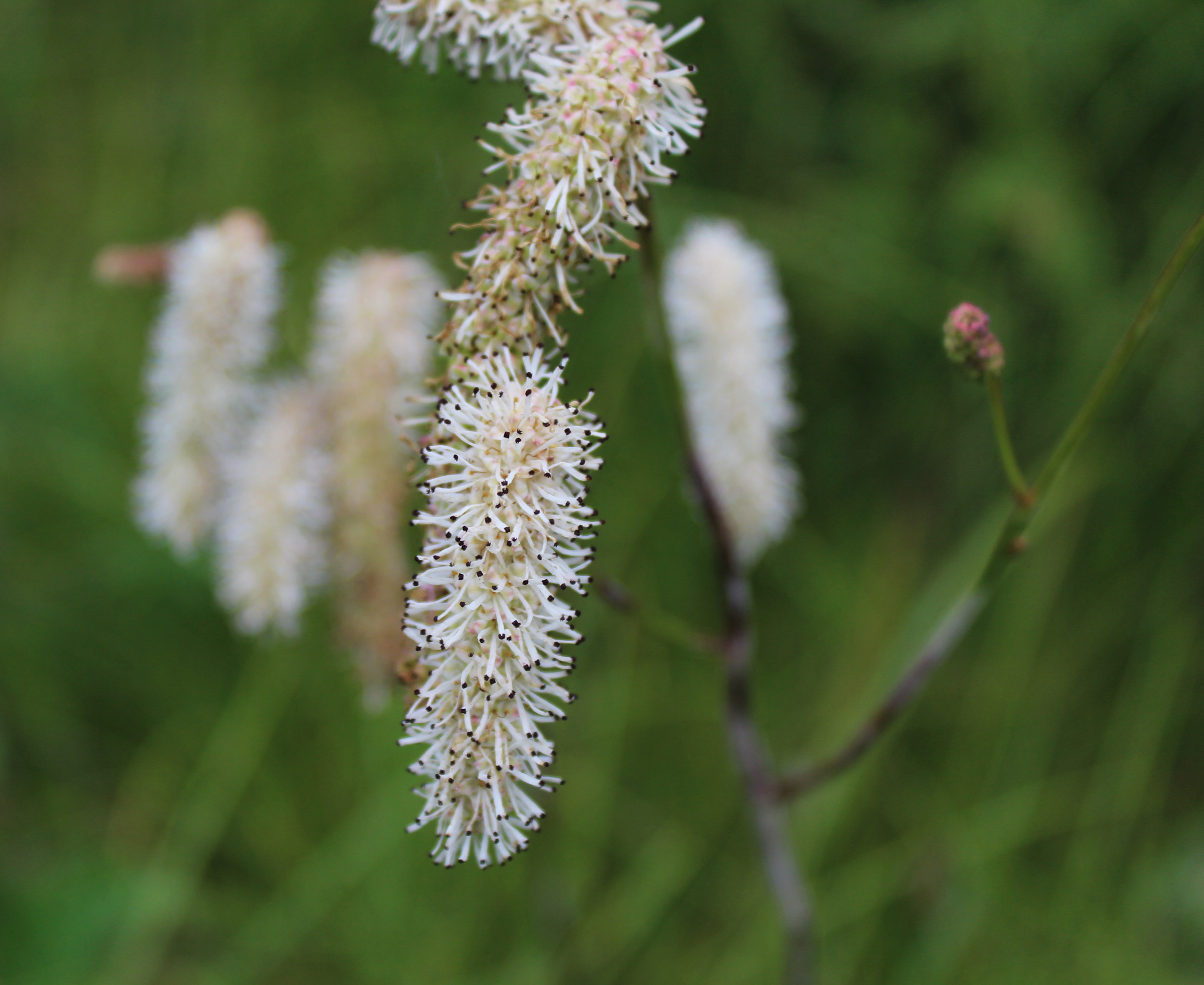 Sanguisorba tenuifolia