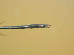 Somatochlora franklini