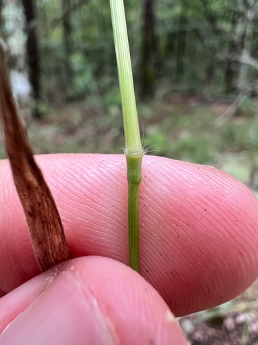 Image of Dichanthelium bicknellii by (c) Nathan Aaron, some rights reserved (CC BY)