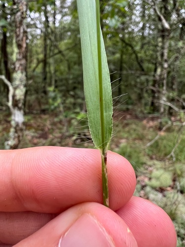 Image of Dichanthelium bicknellii by (c) Nathan Aaron, some rights reserved (CC BY)
