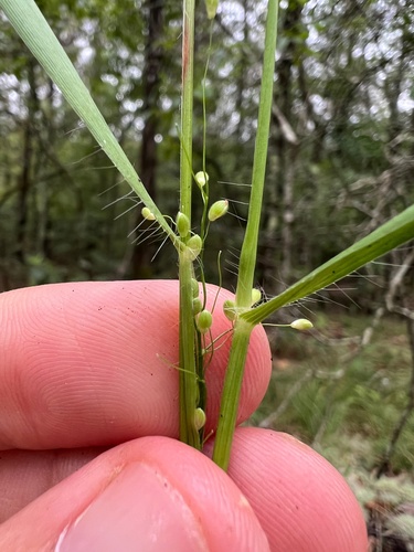 Image of Dichanthelium bicknellii by (c) Nathan Aaron, some rights reserved (CC BY)
