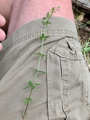 Galium mexicanum